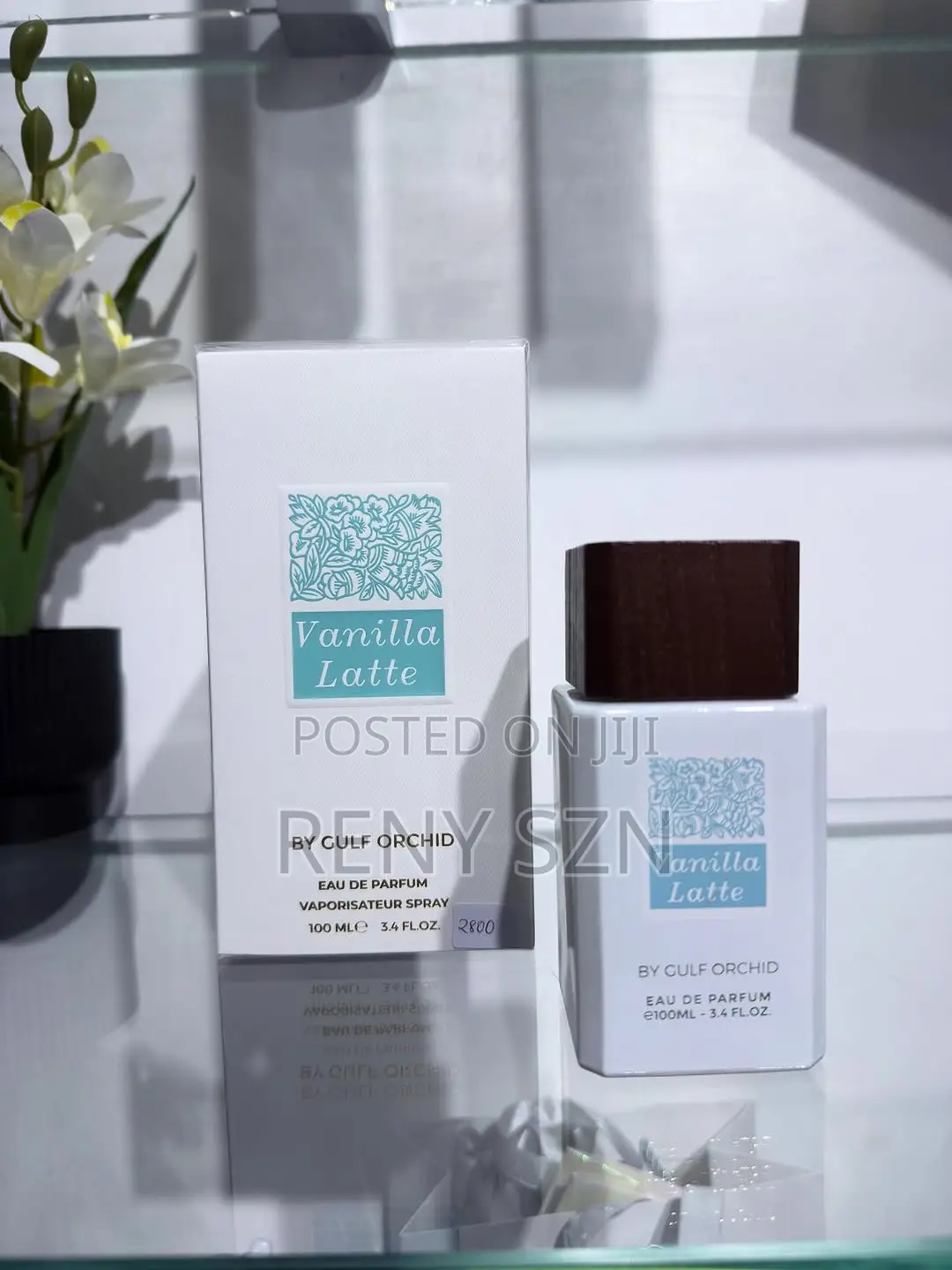 Vanilla Latte Gulf Orchid