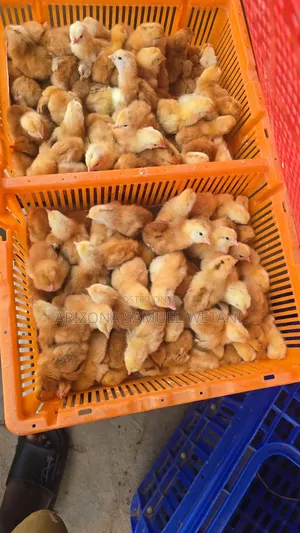 Day Old Layers and Broilers (Lohman)
