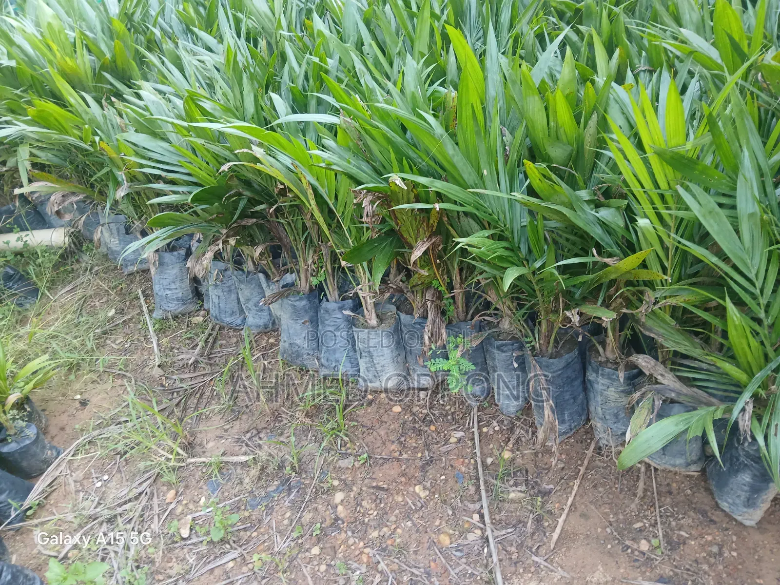 Oil Palm Seedlings