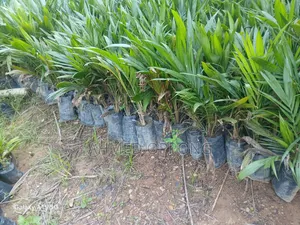 Oil Palm Seedlings