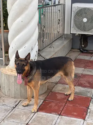 1+ year Male Purebred German Shepherd