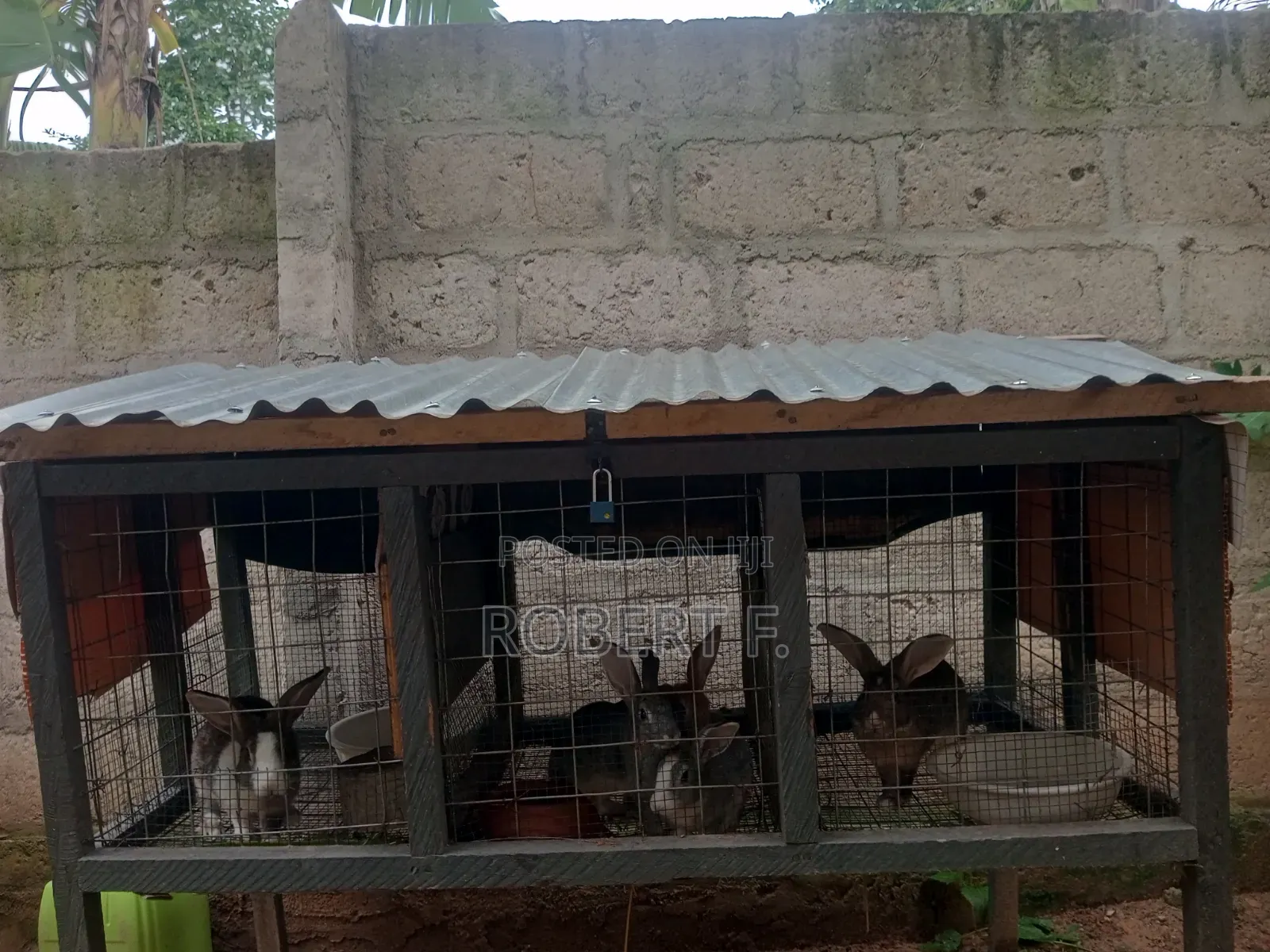 5 Mature Rabbits + 3 in 1 Cage