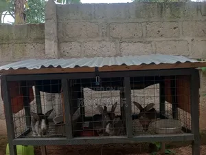 5 Mature Rabbits + 3 in 1 Cage