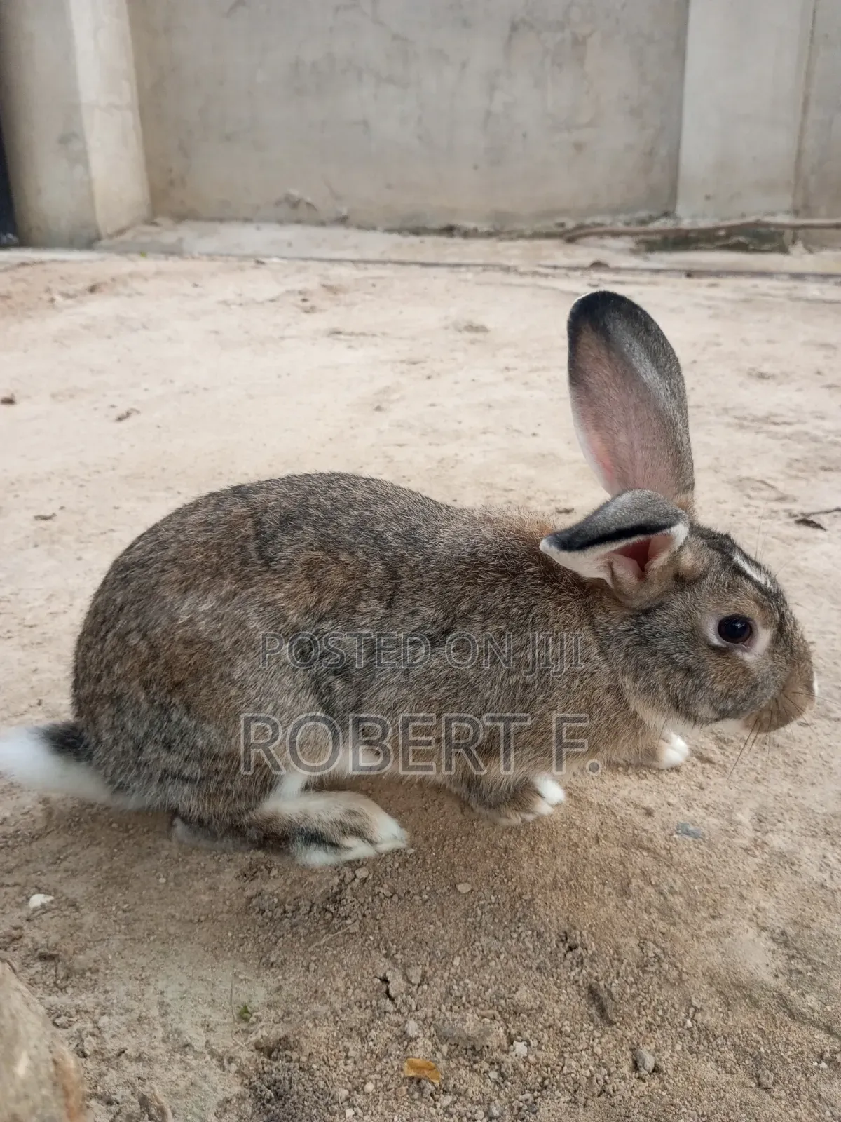 5 Mature Rabbits + 3 in 1 Cage
