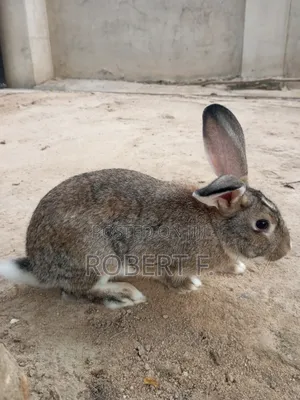5 Mature Rabbits + 3 in 1 Cage