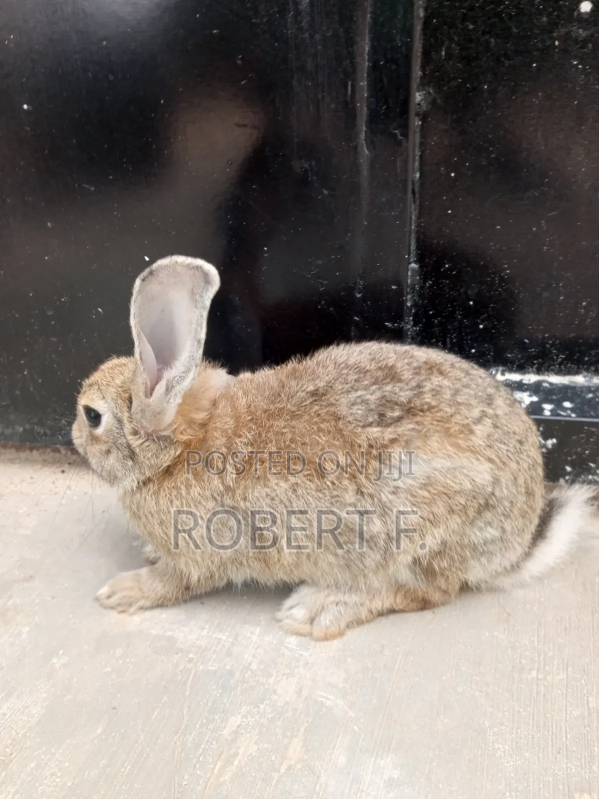 5 Mature Rabbits + 3 in 1 Cage
