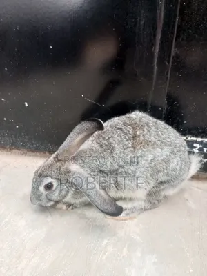 5 Mature Rabbits + 3 in 1 Cage