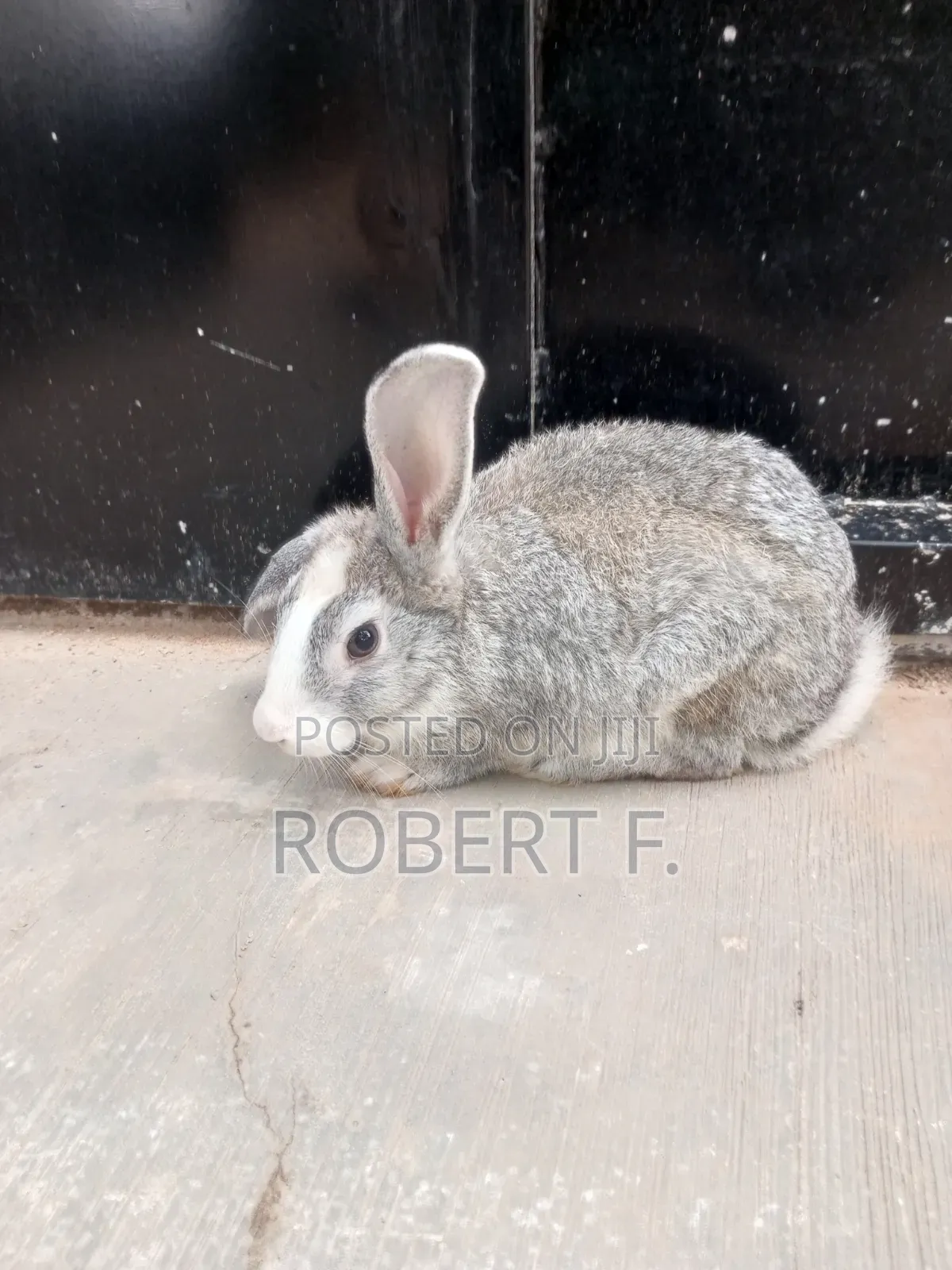 5 Mature Rabbits + 3 in 1 Cage