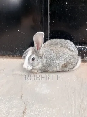 5 Mature Rabbits + 3 in 1 Cage