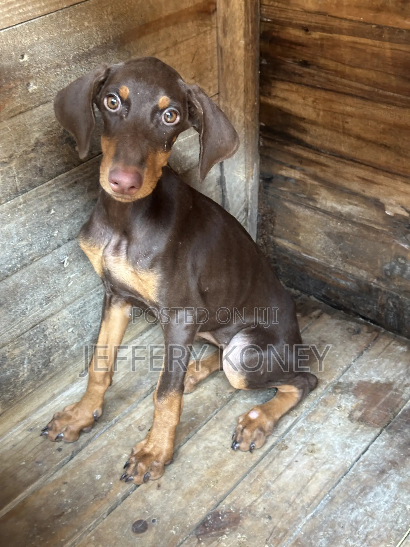 3-6 months Female Purebred Doberman Pinscher
