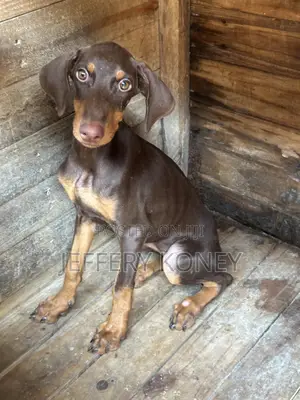 3-6 months Female Purebred Doberman Pinscher