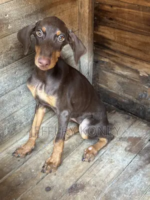 3-6 months Female Purebred Doberman Pinscher
