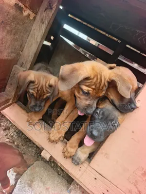 3-6 months Male Mixed Breed Dog