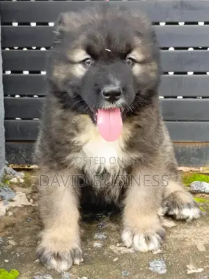 1-3 months Male Mixed Breed German Shepherd