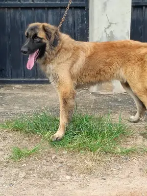 1-3 months Male Mixed Breed Caucasian Shepherd