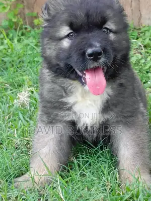 1-3 months Male Mixed Breed German Shepherd