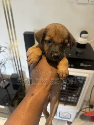 0-1 month Female Purebred Dog