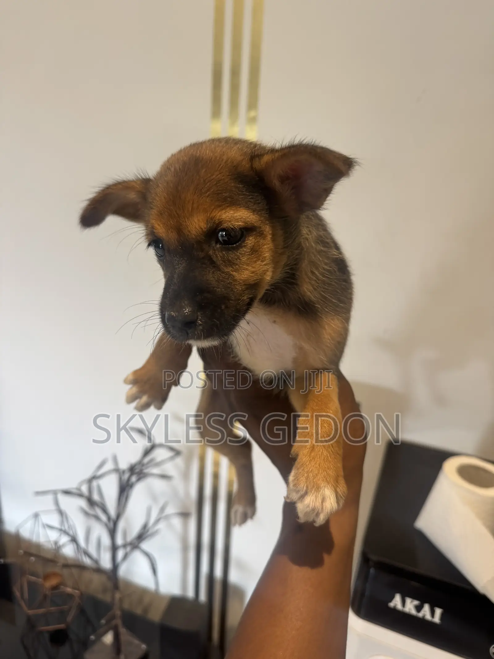 0-1 month Female Purebred Dog