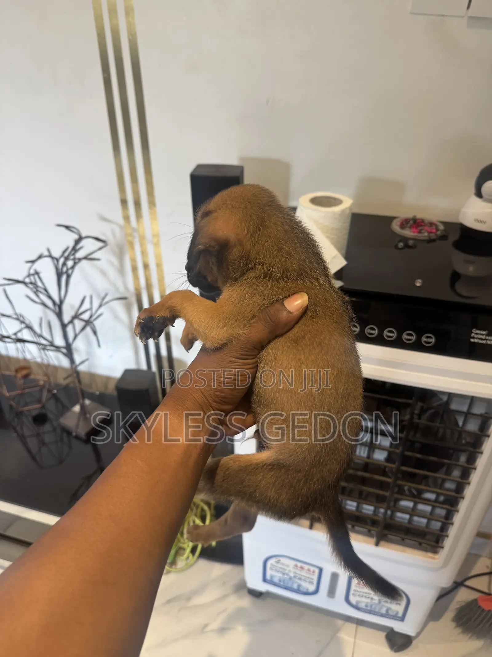 0-1 month Female Purebred Dog
