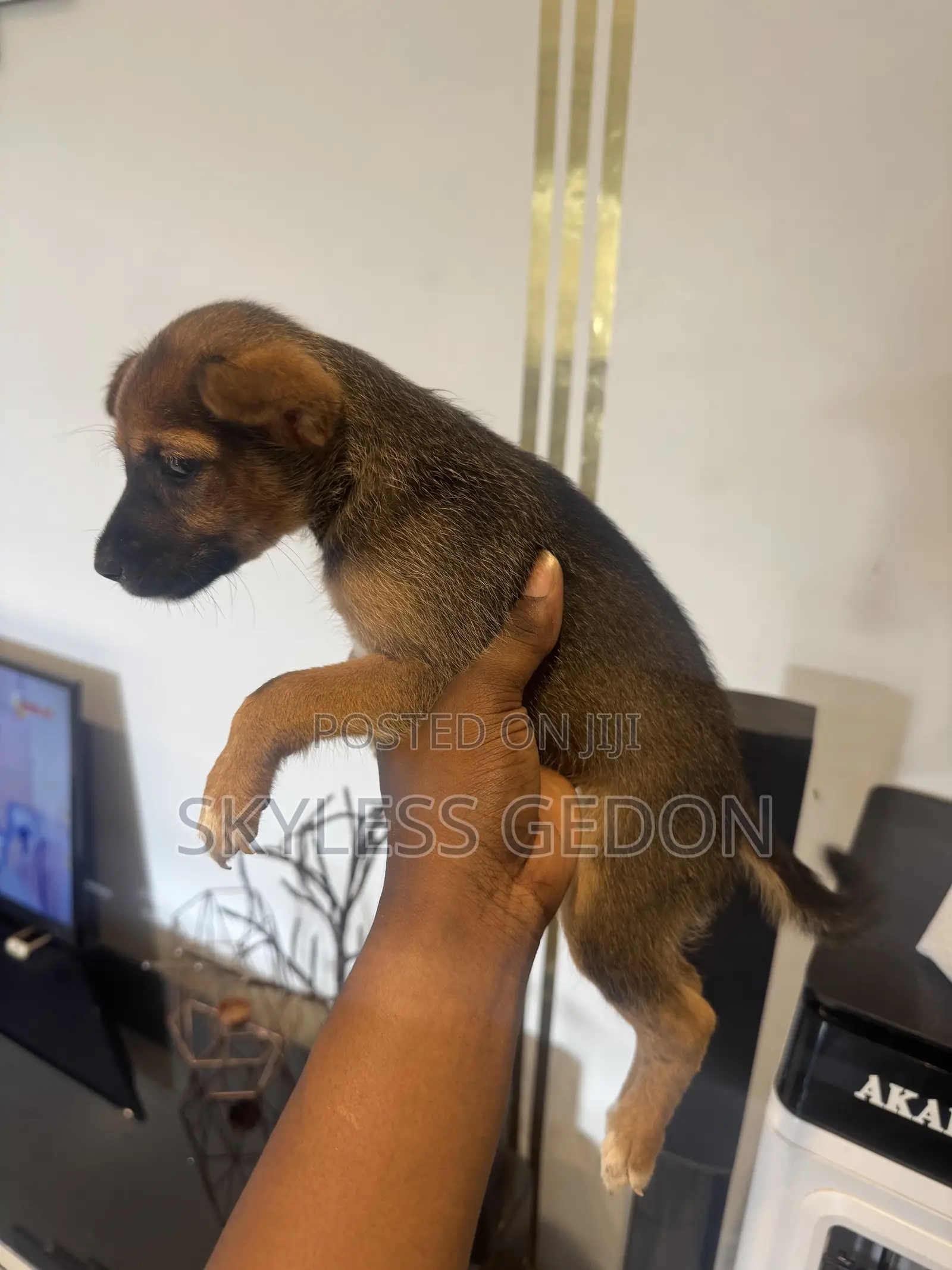 0-1 month Female Purebred Dog