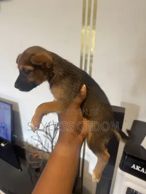 0-1 month Female Purebred Dog