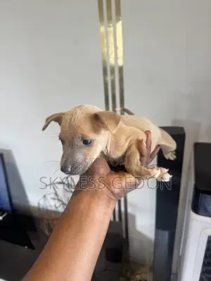 0-1 month Female Purebred Dog