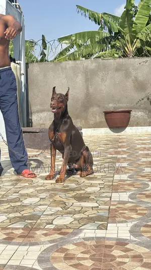 1+ year Male Purebred Doberman Pinscher