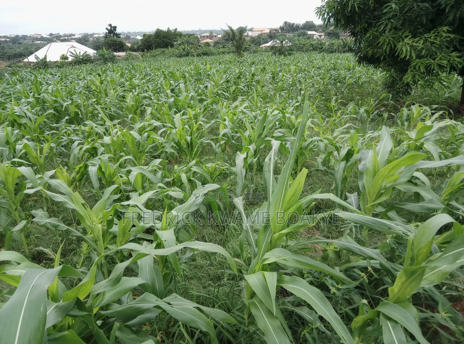 5 Plots of Land for Sale at Abuakwa Darban