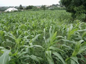 5 Plots of Land for Sale at Abuakwa Darban