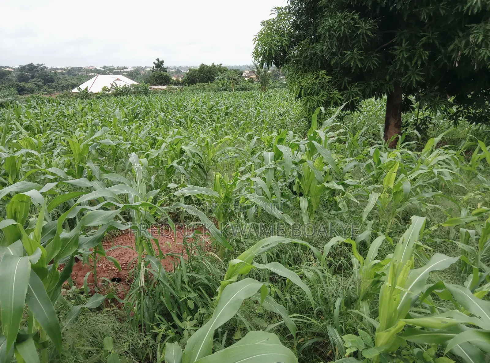 5 Plots of Land for Sale at Abuakwa Darban