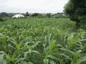 5 Plots of Land for Sale at Abuakwa Darban