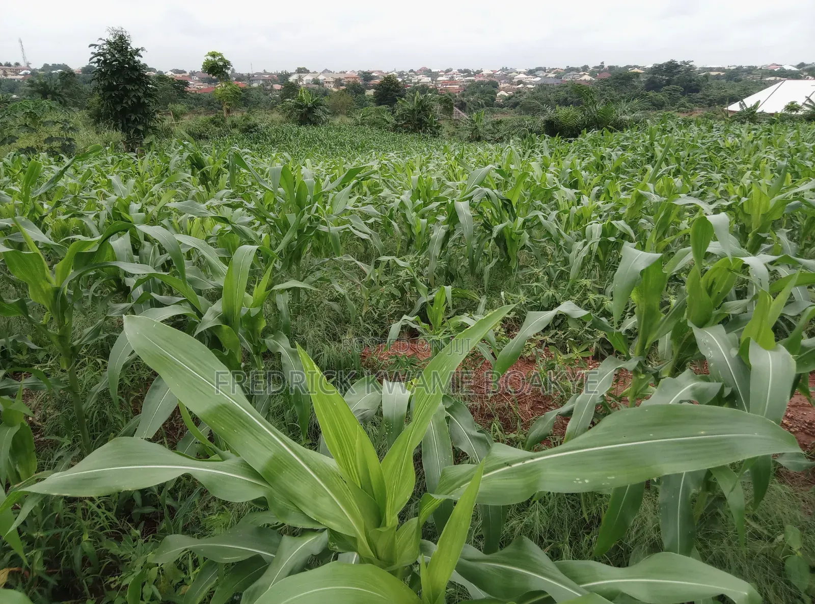 5 Plots of Land for Sale at Abuakwa Darban