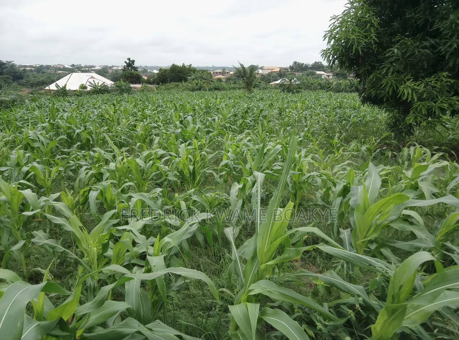 5 Plots of Land for Sale at Abuakwa Darban