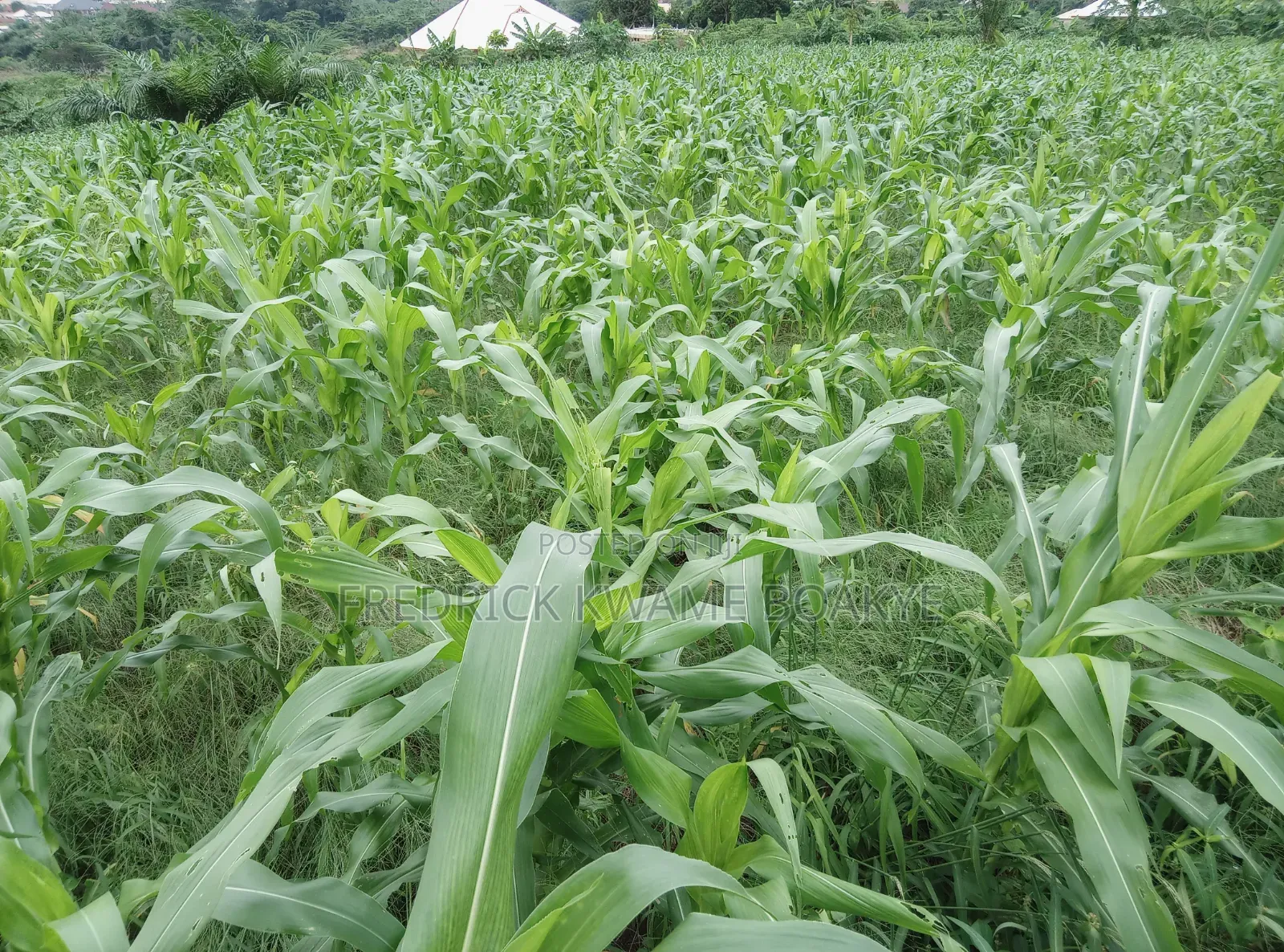 5 Plots of Land for Sale at Abuakwa Darban