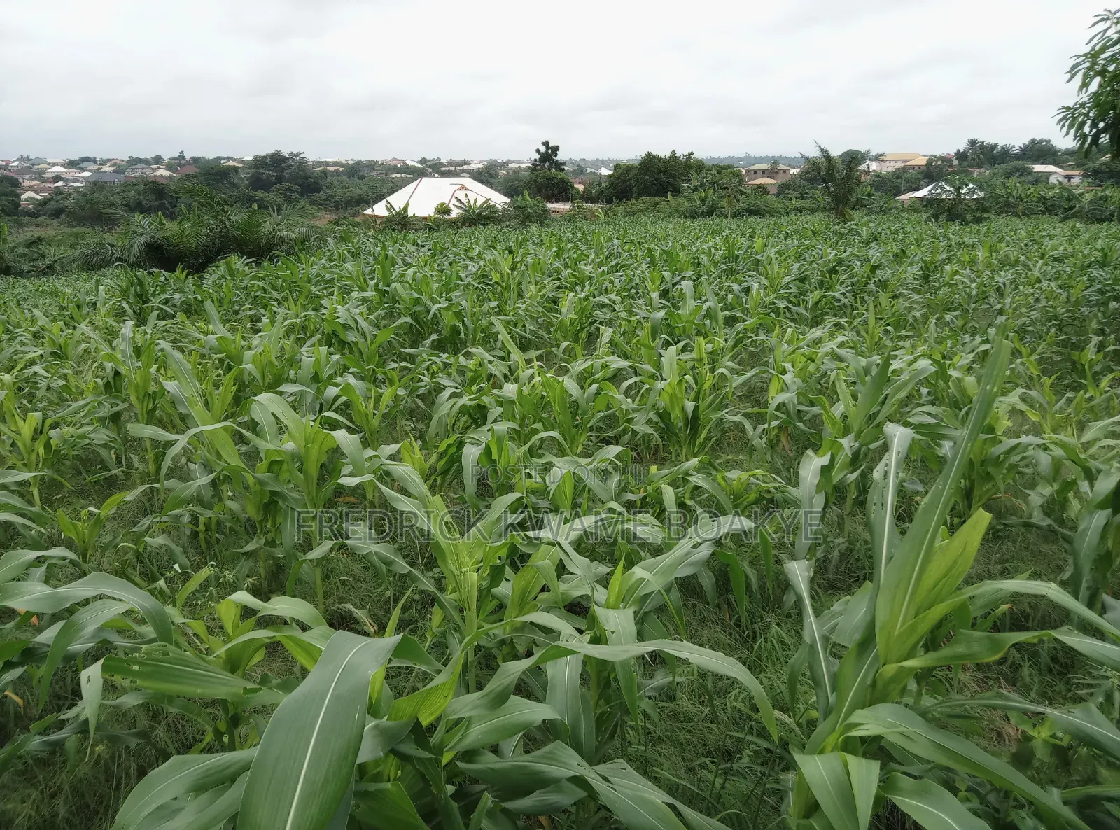 5 Plots of Land for Sale at Abuakwa Darban