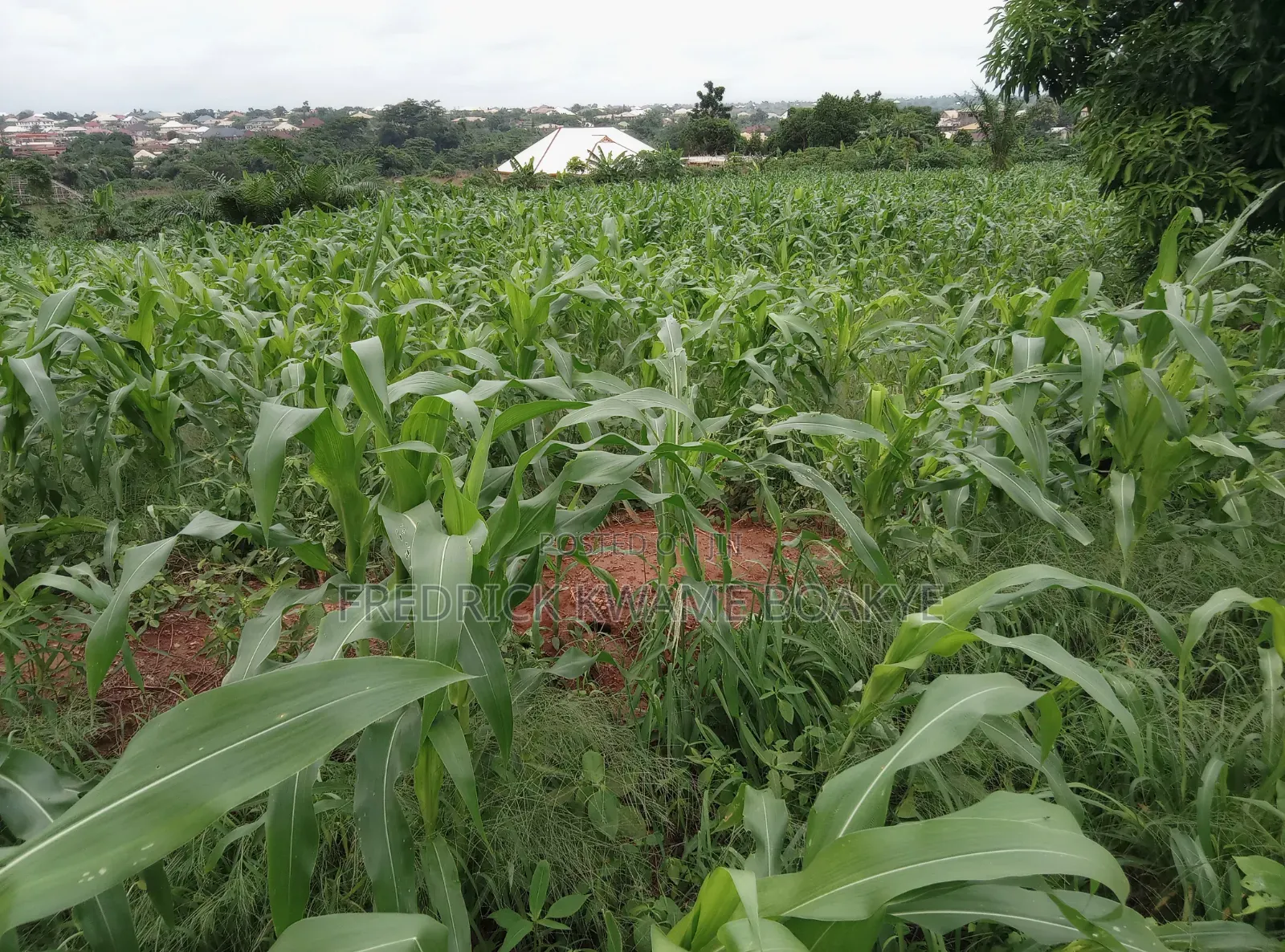 5 Plots of Land for Sale at Abuakwa Darban