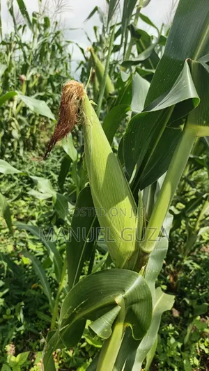 Consultancy Services In Agriculture And Agribusiness
