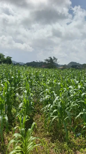 Agribusiness Consultancy Services