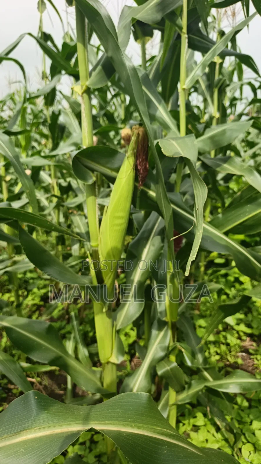 Agribusiness Consultancy Services