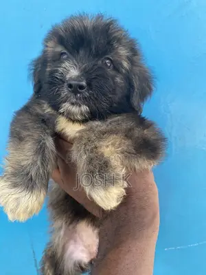 1-3 months Female Purebred Poodle