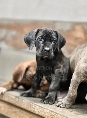 1-3 months Female Purebred Cane Corso