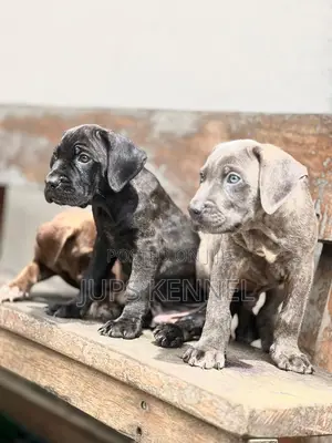 1-3 months Female Purebred Cane Corso