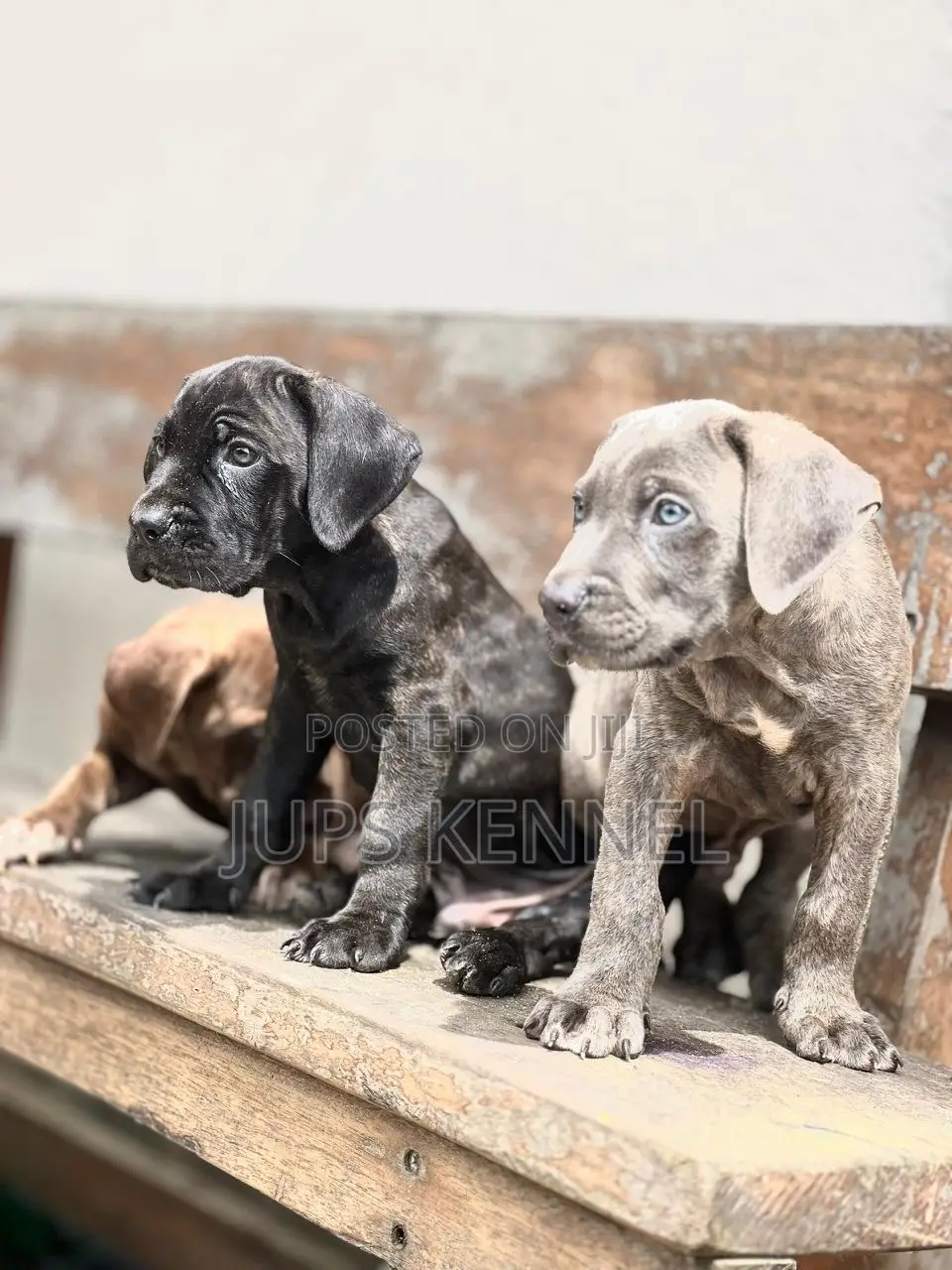 1-3 months Female Purebred Cane Corso