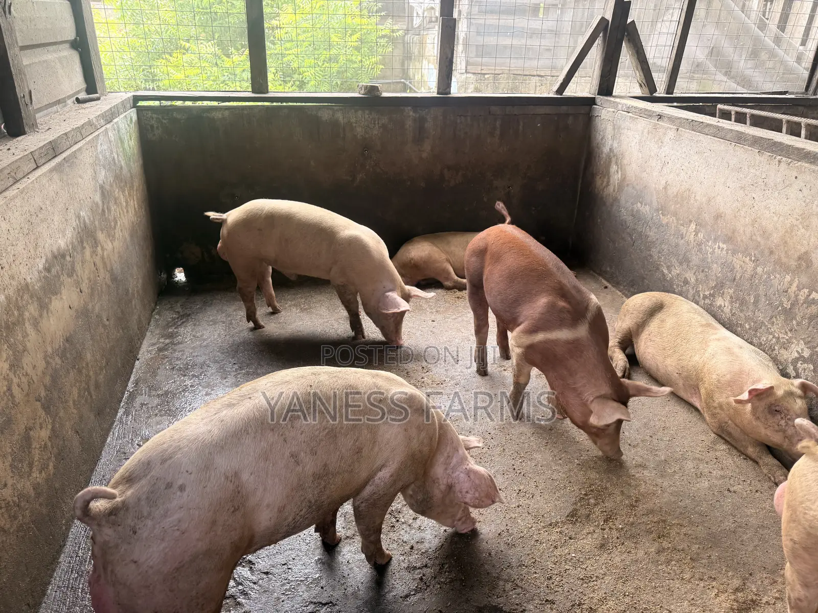 Pigs (Boar and Gilt) for Sale