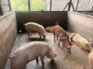 Pigs (Boar and Gilt) for Sale