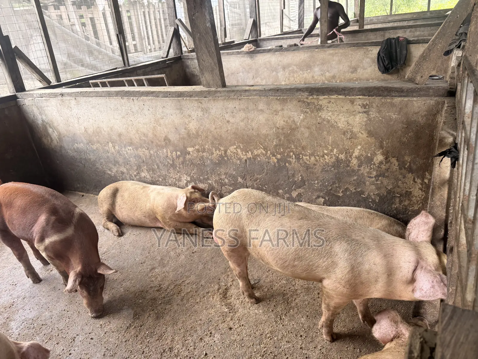 Pigs (Boar and Gilt) for Sale