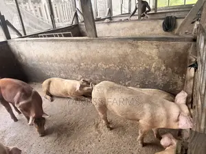 Pigs (Boar and Gilt) for Sale