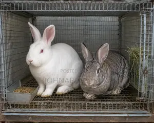 Healthy Meat Rabbit