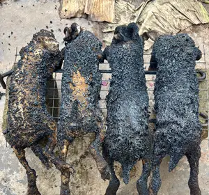 Healthy Meat Rabbit