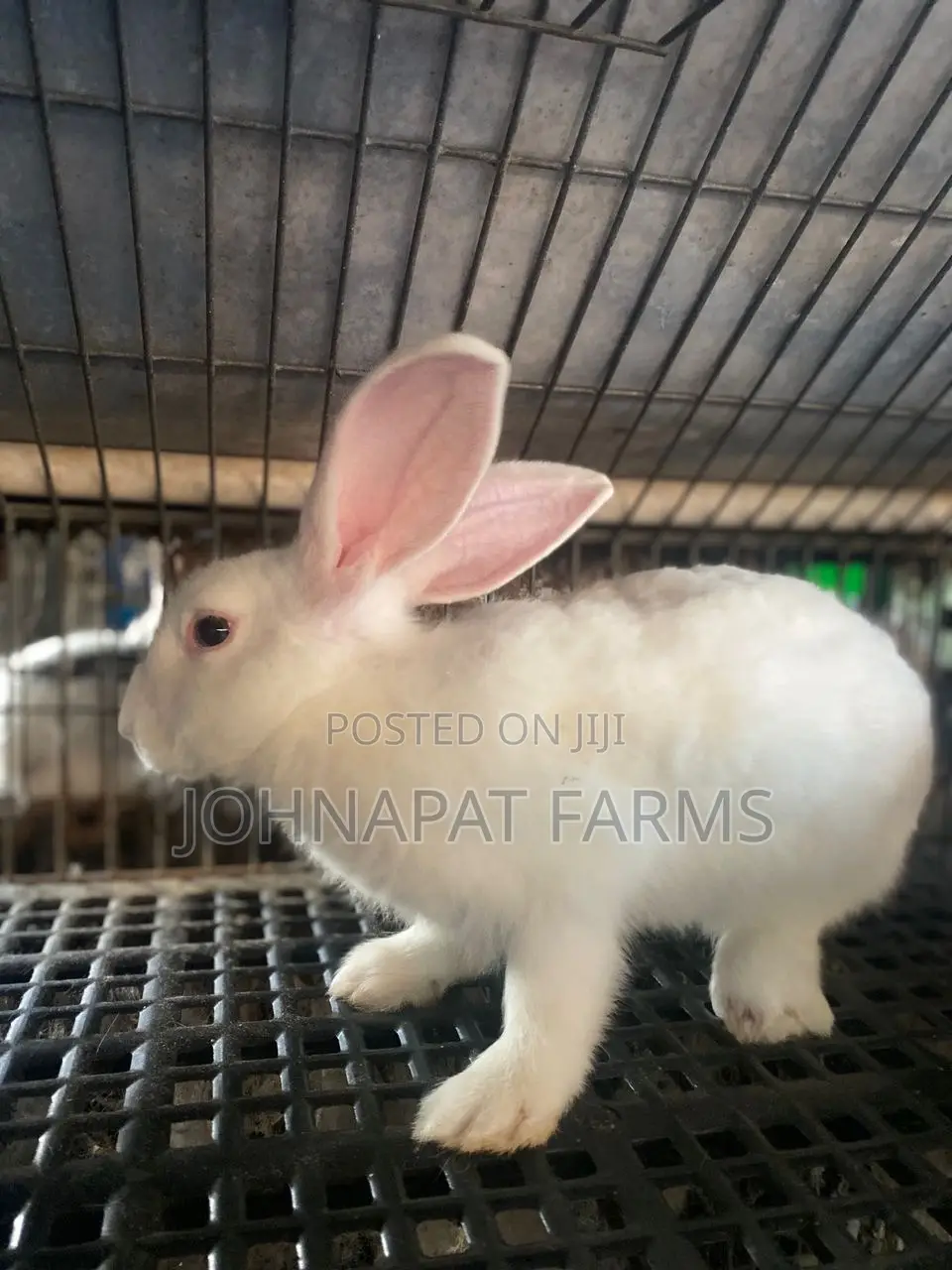 Healthy Meat Rabbit